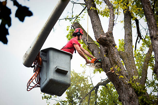 Trusted Paris, AR  Tree Services Experts