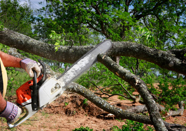 Best Tree Risk Assessment  in Pis, AR